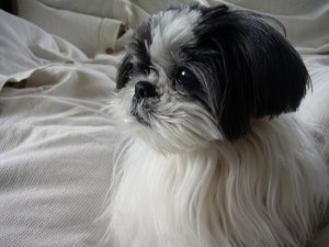 MINOLTA DIGITAL CAMERA